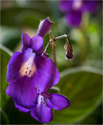 Nodding Violets