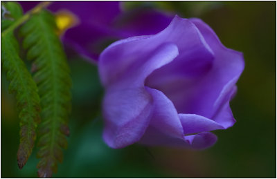 Purple Haze