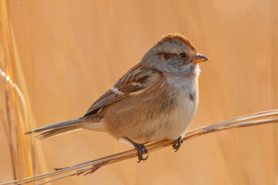 Bird on Grass