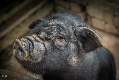 2nd - Looking Through The Eye Of The Pig