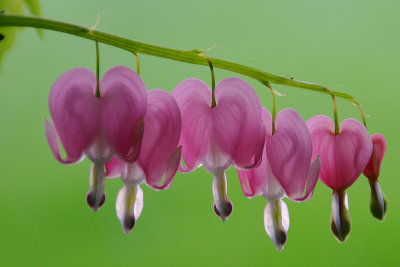 3rd - tie - Bleeding Hearts