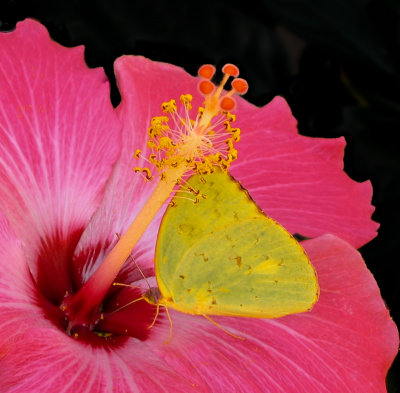 Butterfly Drinking