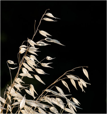 4th - Dry Grass Backlit