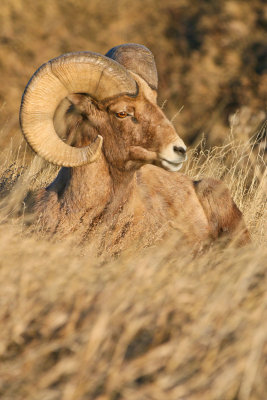 Badlands Bighorn