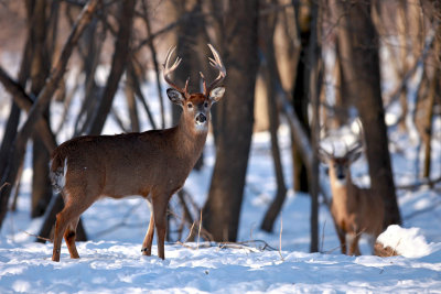 Scenes from the Woods