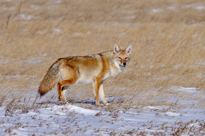 Coyote on the Hunt