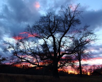 The Old Oak in Winter