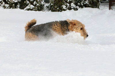 2nd PlaceDashing through the snow ...