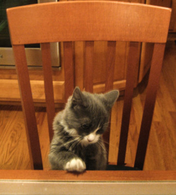 Surprise dinner guest