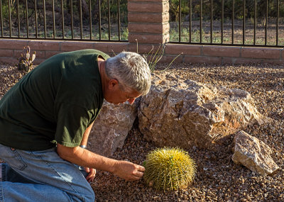Examining a newly planted Golden Barrel cactus