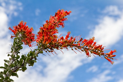 Ocotillo in Bloom