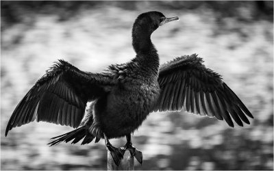 Little Cormorant