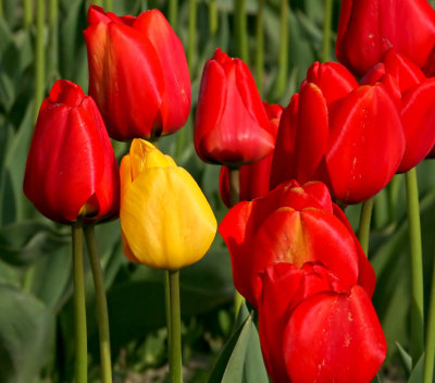 Tulip Festival - 1