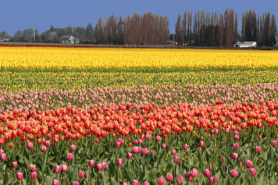 Tulip Festival - 2