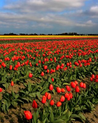 Tulip Festival - 3