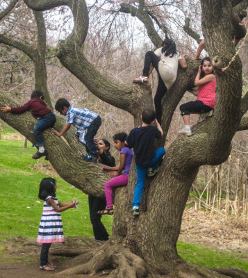 Climbing Trees