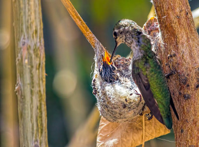 Feeding Time