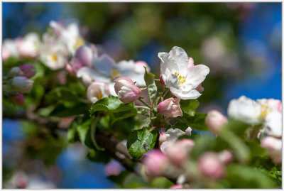 Apple Blossoms