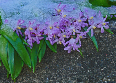 Spring That's What the Weatherman Said