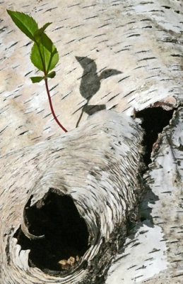 New Life