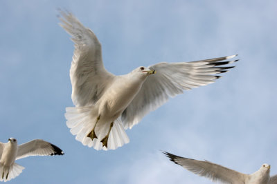 Gulls