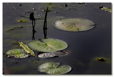 Simple Life On The Lilly Pads