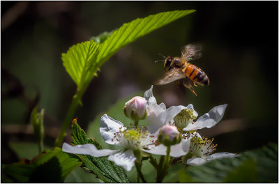 Busy Bee