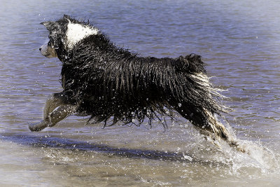 Splash