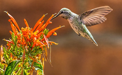 2ndHummingbird Feeding