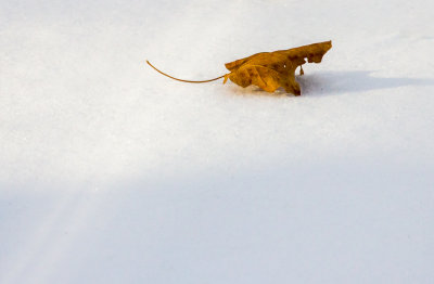 2nd (Tie)Winter Leaf