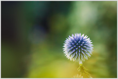 3rdGlobe Thistle