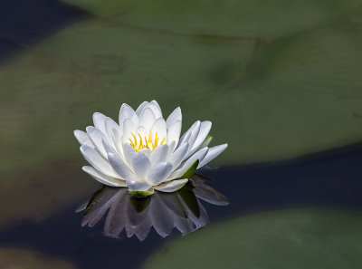 4thPond Lily