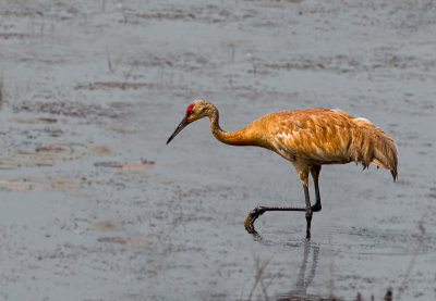 Sandhill Crane on the Hunt