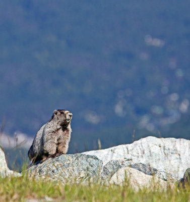 Marmot on a Mountain