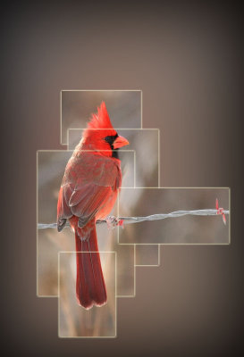 Cardinal