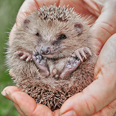 Hedgehog Baby