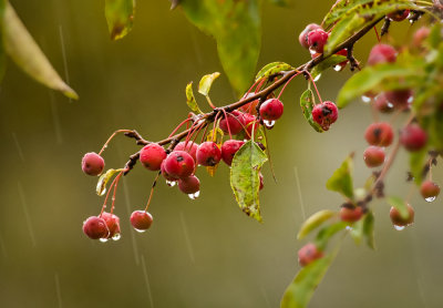 2nd place<br>Rainy Day Autumn Berries<br>by Jim B (MSP)