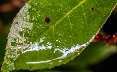 Wet Leaf