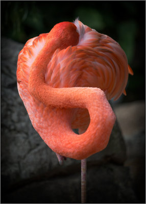 2nd Place (Tie)Camera-Shy Pink Flamingoby KChristian