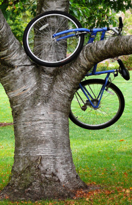 5th PlaceUp A Treeby Stan Pepka