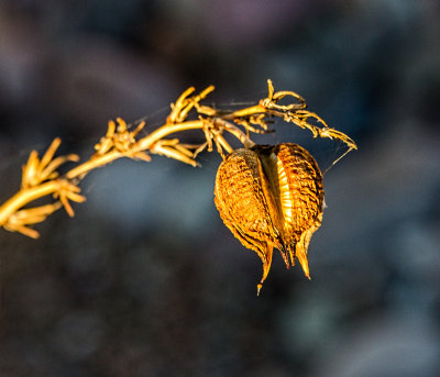 Seed Pod
