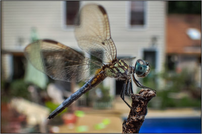 Dragonfly