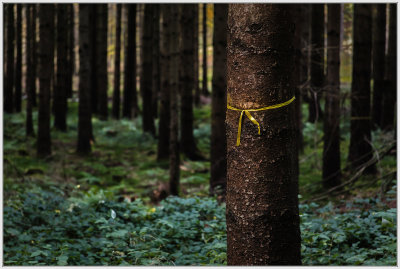 Tie A Yellow Ribbon ...