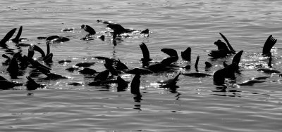 Synchronized Swimming