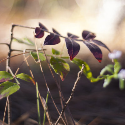 Dark Red Leaves