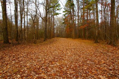 Country Roads, Sunset...A Walk in the Woods