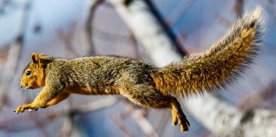 Squirrel in Flight