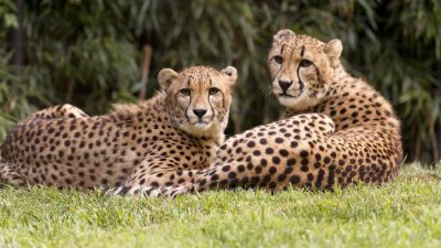 Cheetahs