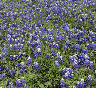 Texas Spring