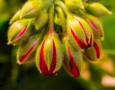 Mother's Day Buds